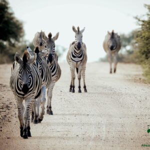 On a mission