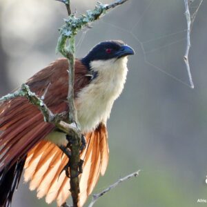 AfricaKrugerSafari_Resized_3 burchell coucal 2026-01-27