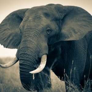 AfricaKrugerSafari_Resized_OLIFANT 2 2026-05-03-3