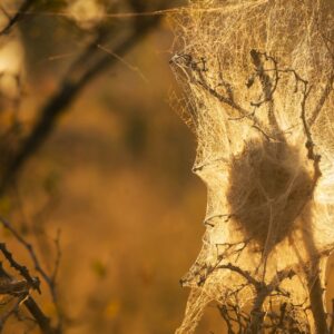 Intricately woven